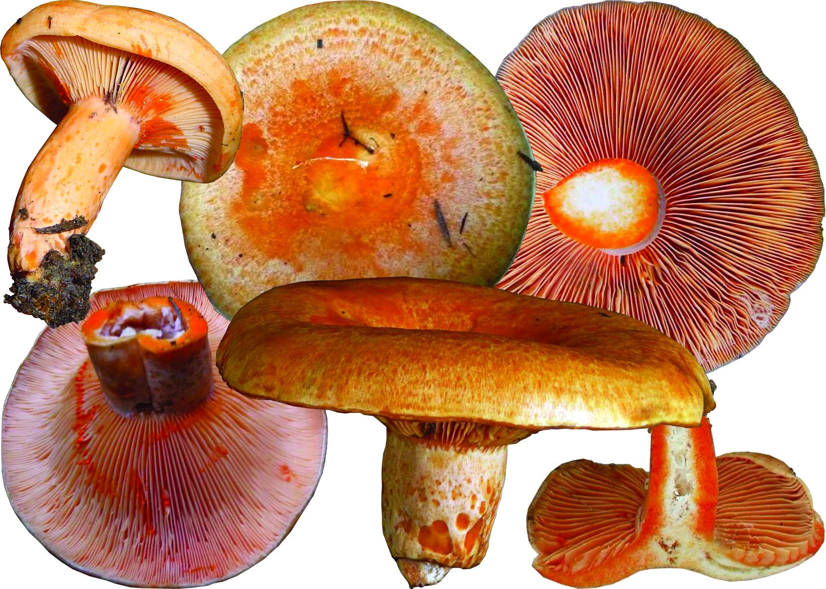 Покажи рыжика. Млечник Рыжик гриб. Рыжик Сосновый/Боровой (Lactarius deliciosus);. Lactarius salmonicolor Рыжик. Рыжики пластинчатые грибы.