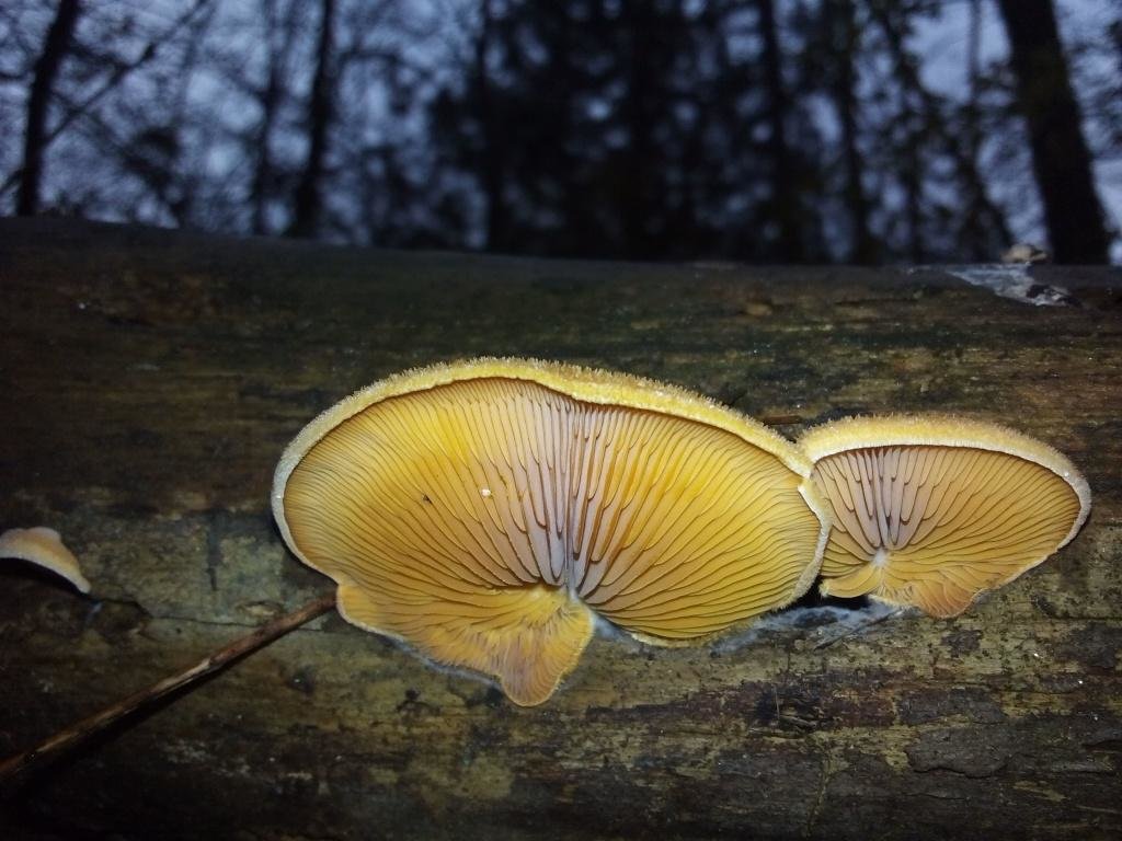 Вешенка — вкусный и полезный гриб, описание и виды