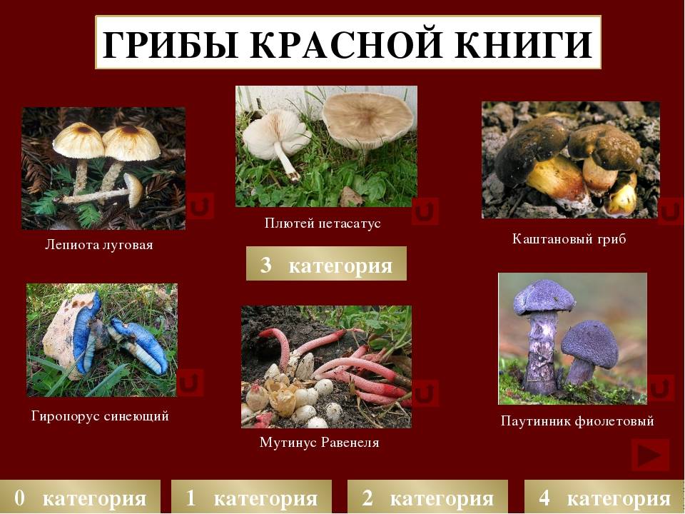 Гиднеллум пахучий — описание гриба, где растет, похожие виды, фото