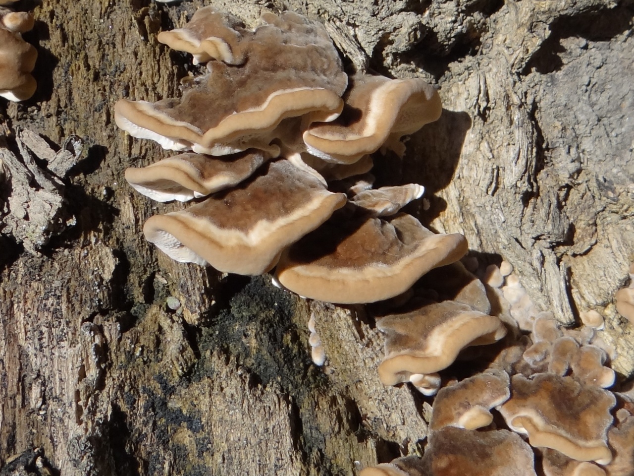 Съедобные грибы воронежской области: весенние, летние, осенние, описание, сроки сбора, грибные места