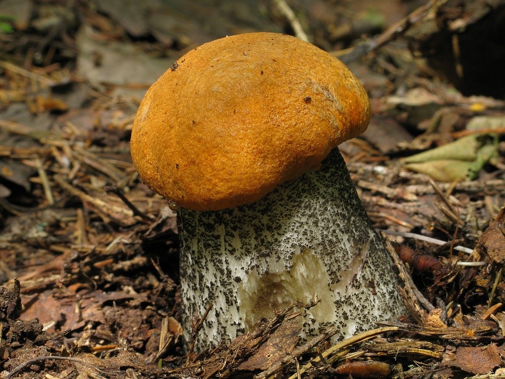 Подосиновик белый – фото и описание гриба