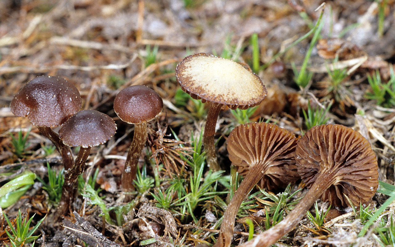 Псилоцибе монтана - описание, где растет, ядовитость гриба