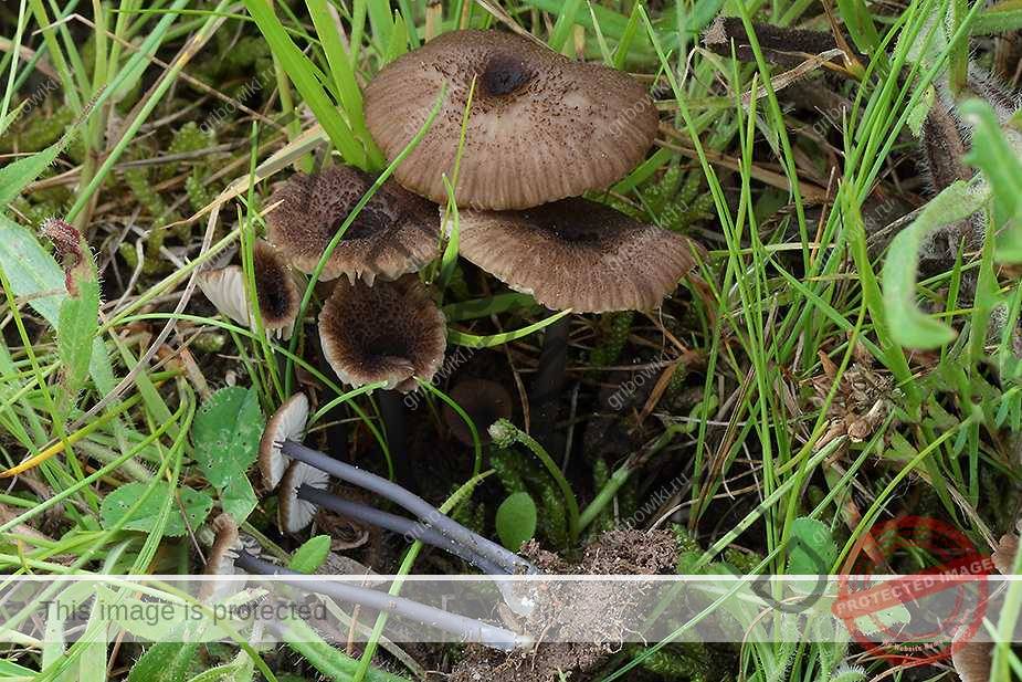 Энтолома ядовитая: чем опасна и как распознать - грибы собираем