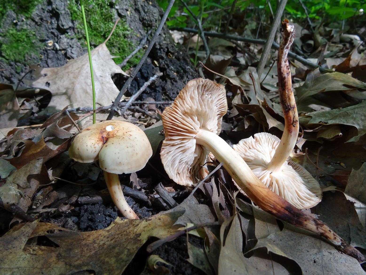 Коллибия – скромная лесная денежка - грибы собираем