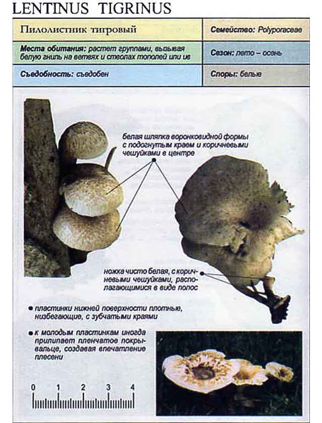 Пилолистник тигровый (lentinus tigrinus) – грибы сибири