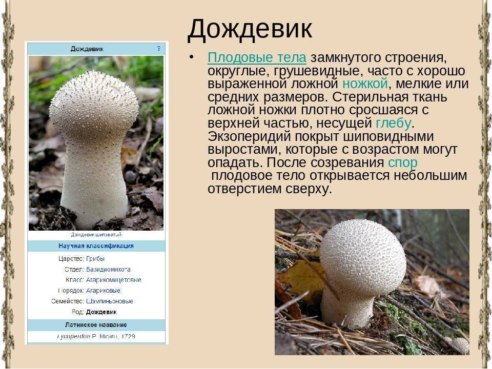 Гриб дождевик - 75 фото грибов с телами замкнутого строения