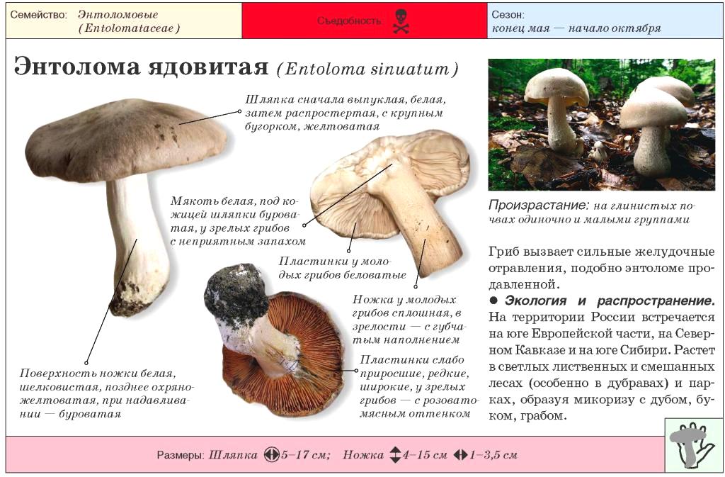 Энтолома ядовитая: описание и места распространения, фото гриба