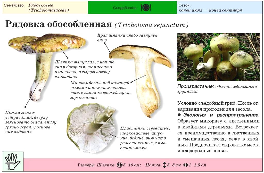 Рядовка желто-бурая – съедобность гриба. описание, фото