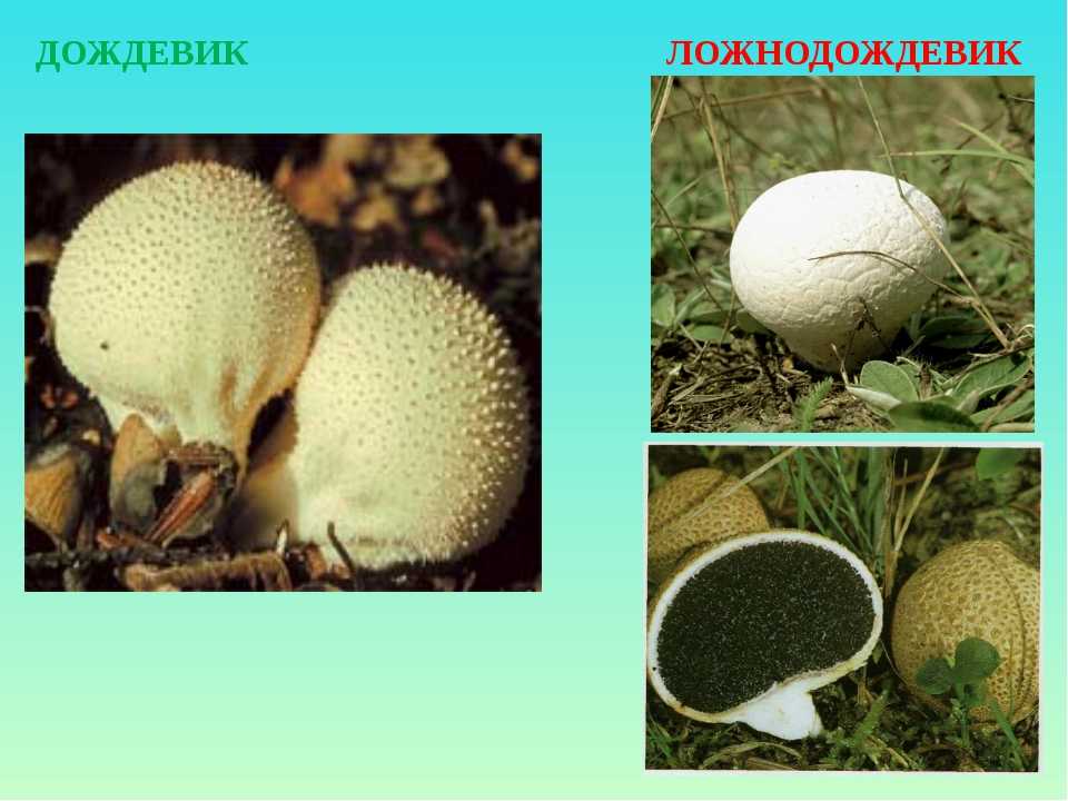 Головач гигантский или лангерманния гигантская : фото, описание, где растет и как приготовить этот гриб