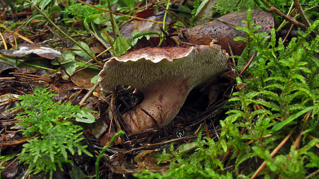 Ежовик желтый – ароматный и вкусный гриб. ежовик жёлтый — описание, где растет, ядовитость гриба