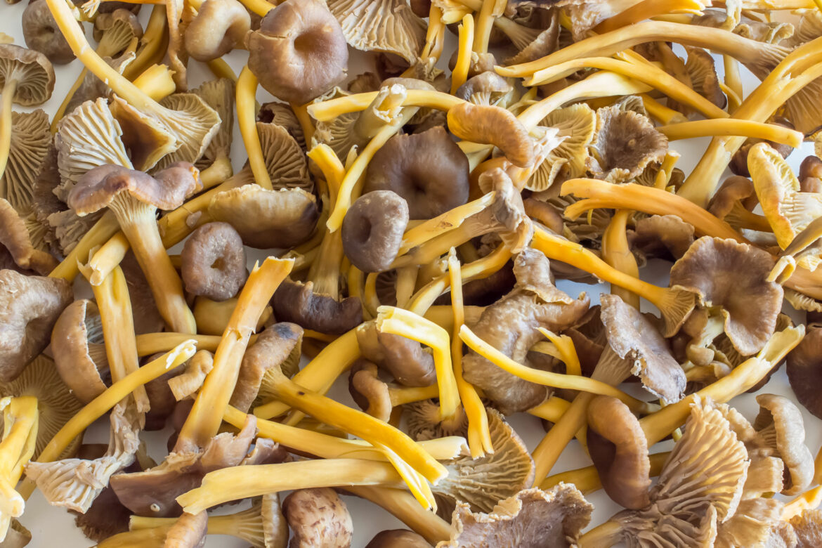 Какие бывают лисички и с чем не перепутать эти грибы? описание и фото — ботаничка