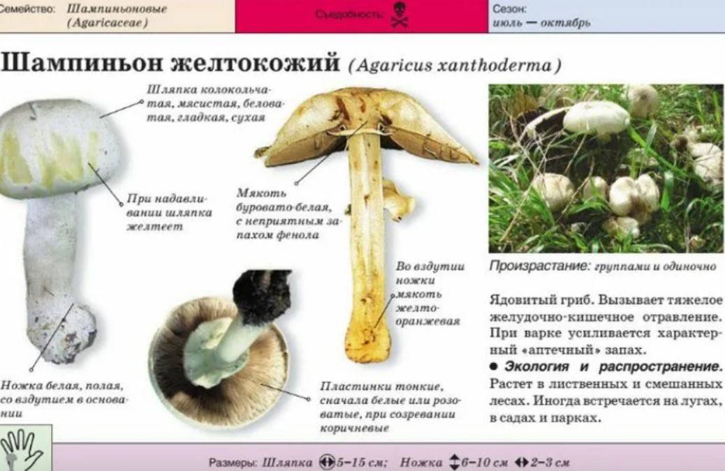 Шампиньоны — съедобные грибы: фото, описание видов