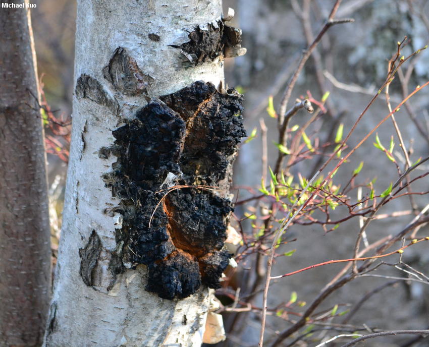 Черный чага. (Inonotus obliquus гриб. Гриб чага на Березе. Чага на Березе. Чага черный березовый гриб.