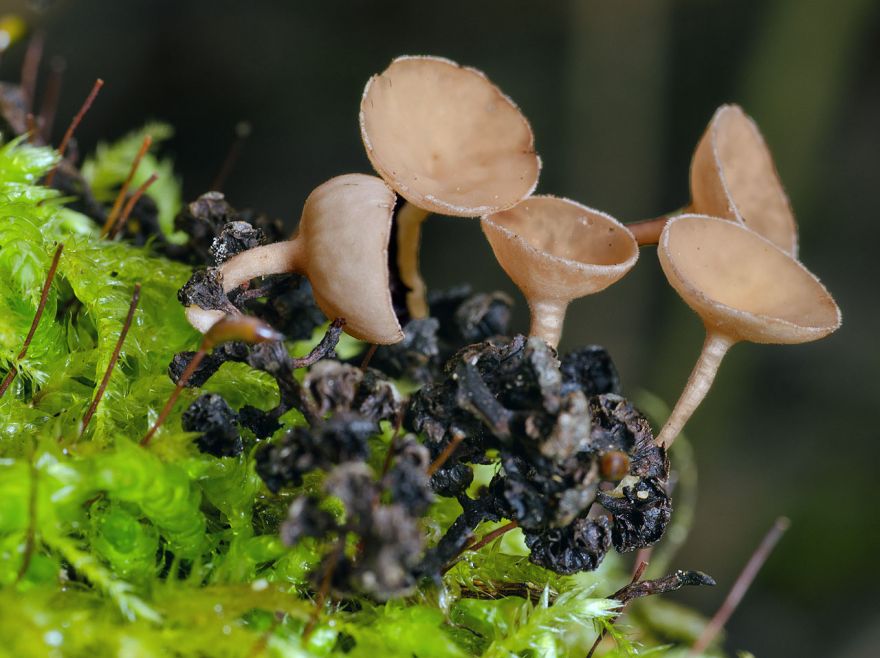 Цибория аментацея — описание, где растет, похожие виды, фото