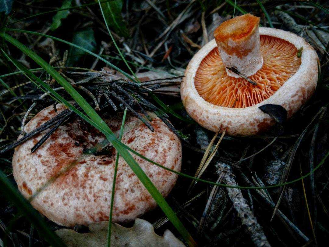 Ложный гриб рыжик: фото и описание, съедобный или нет, как отличить от настоящего