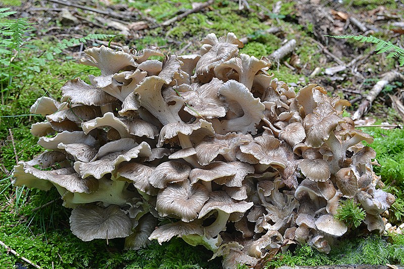 Лечебные свойства гриба трутовик: описание, фото, видео