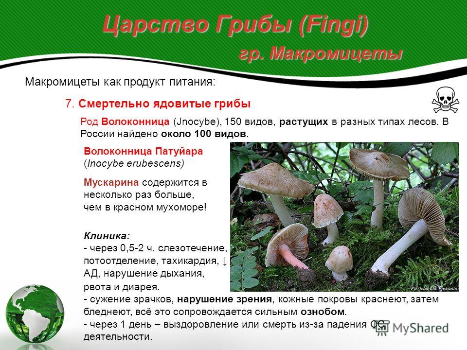 Волоконница заурядная (inocybe obsoleta) – грибы сибири