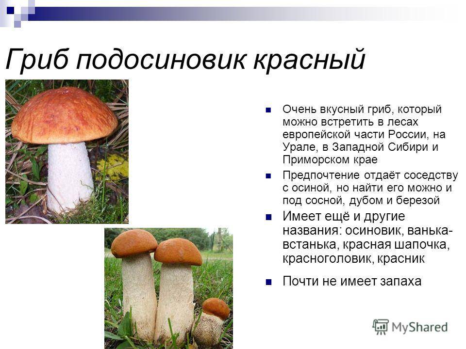 Подосиновик белый или осиновик (leccinum percandidum): фото, описание, рецепты приготовления и как отличить от белого гриба