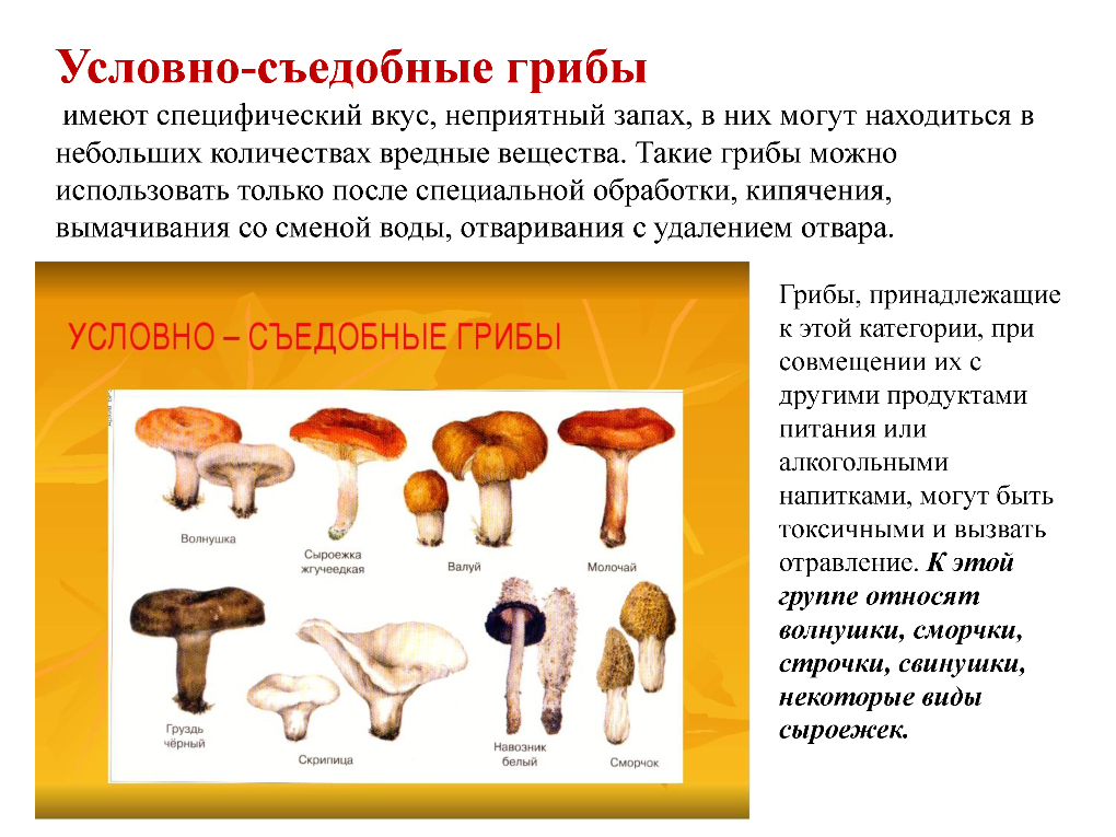 Необычные съедобные грибы – фото и описание
