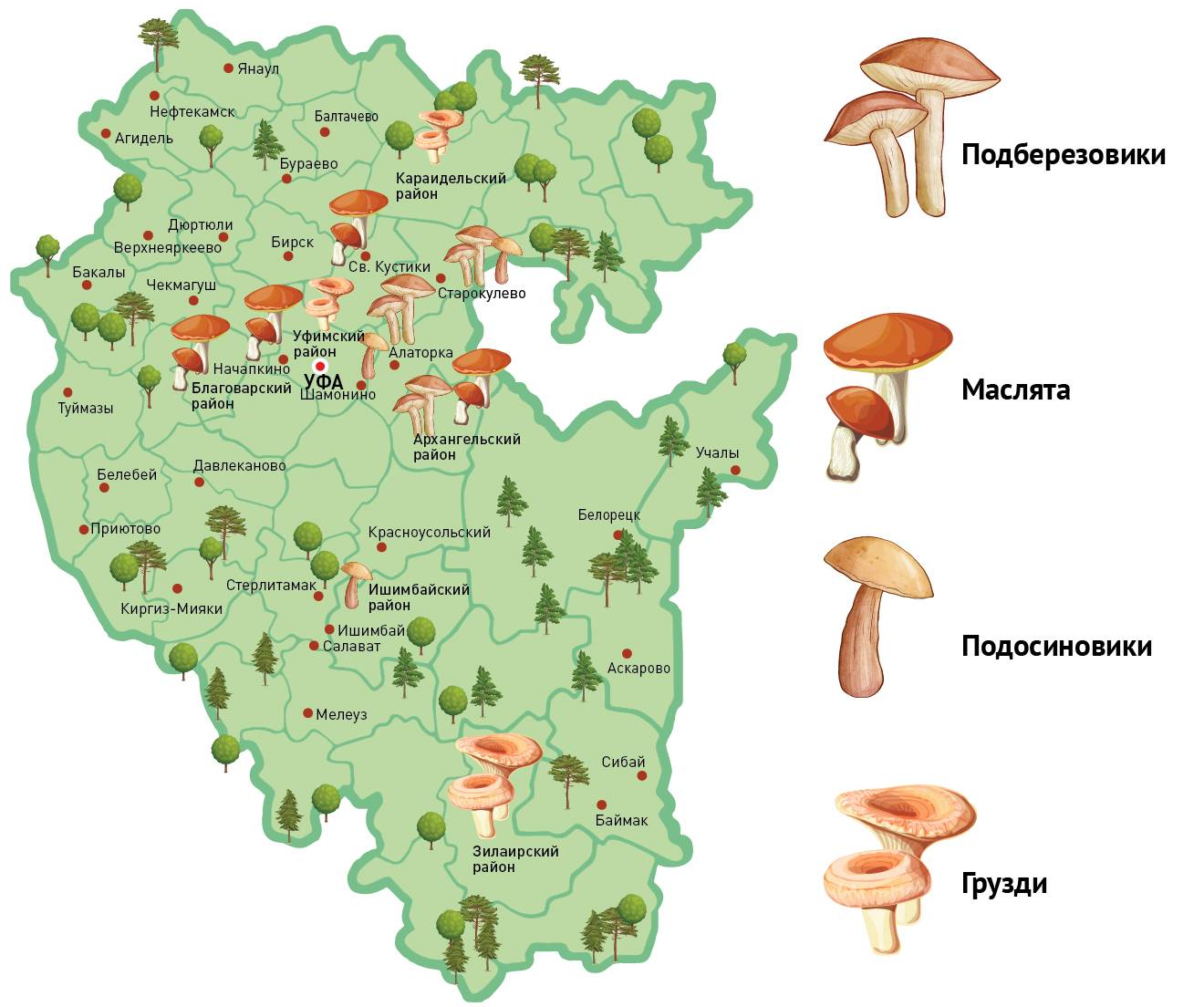 Грибы в башкирии 2023: когда и где собирать, сезоны и грибные места