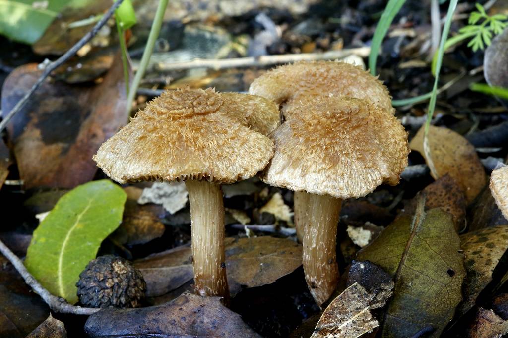 Волоконница патуйяра – самый опасный гриб рода — викигриб