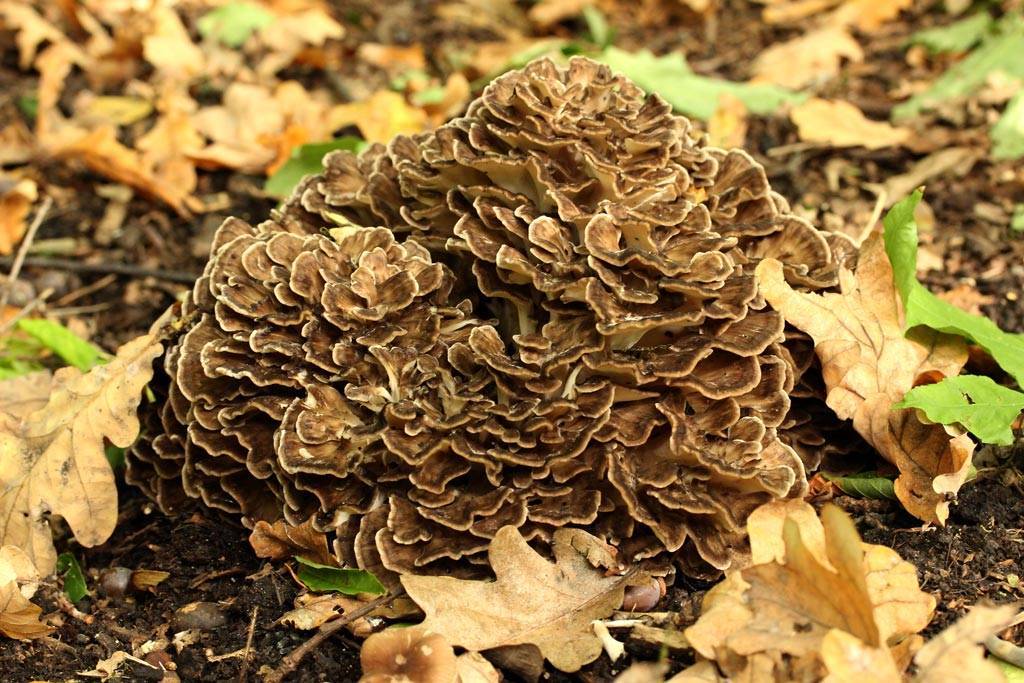 Как выглядит и где растет гриб баран, описание, лечебные свойства + фото