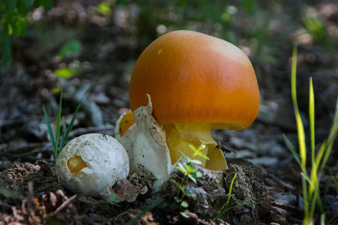 Царский гриб: описание, места произрастания, польза, рецепты + видео