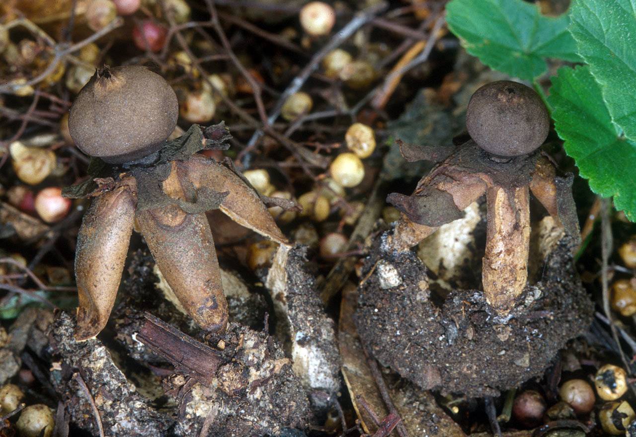 Топ-30 самых редких грибов росии из красной книги