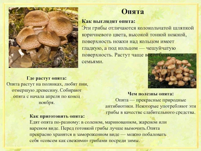 Как собирать грибы в сосновом лесу - советы и правила сбора грибов