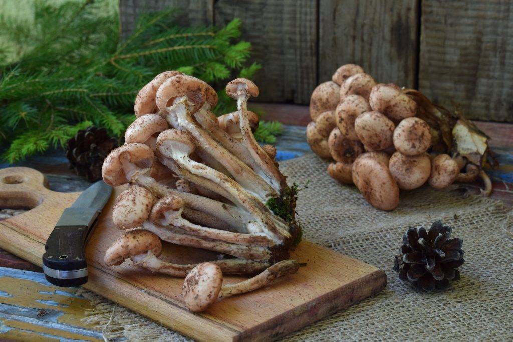 Как подготовить грибы к употреблению в пищу? советы +видео