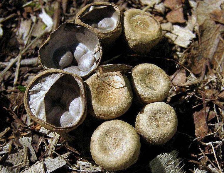 Грибы полосатые бокальчики. самые необычные грибы мира