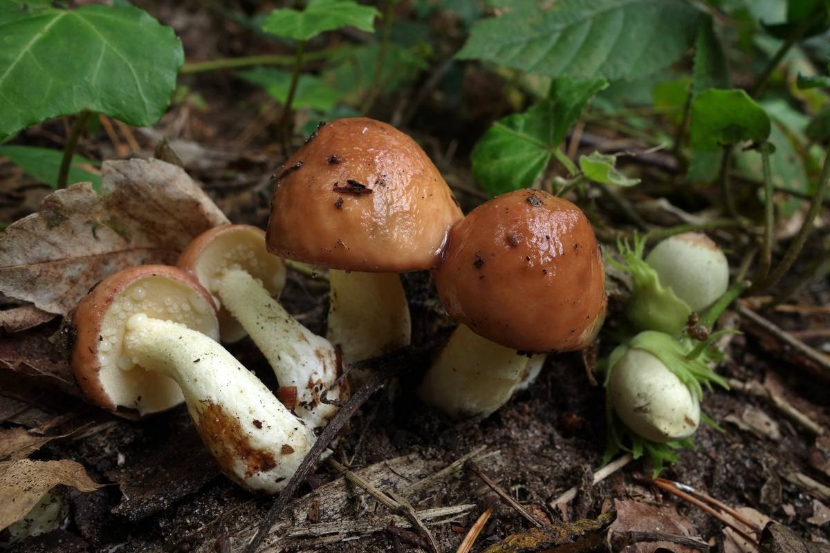 Вкусный гриб в корзинке – Масленок зернистый