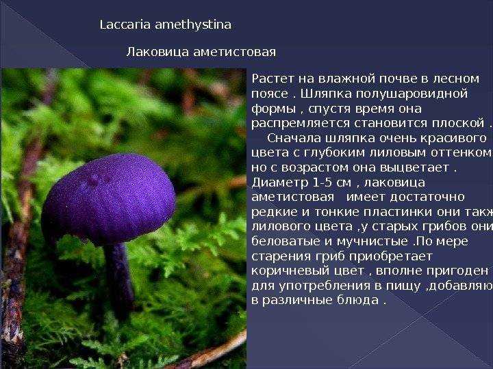 Описание редкого гриба паутинника фиолетового, где растет