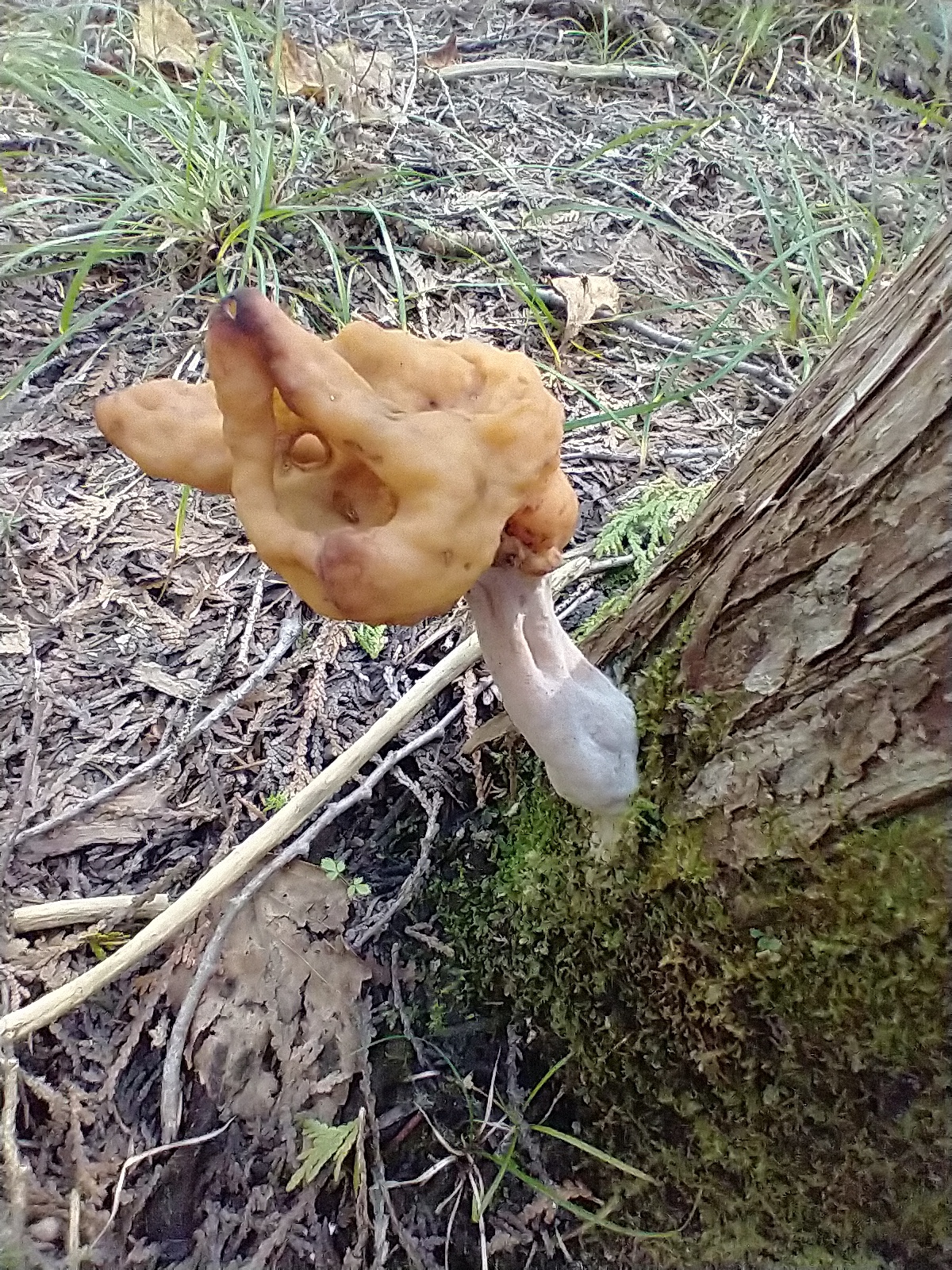 Строчок обыкновенный - описание, где растет, ядовитость гриба