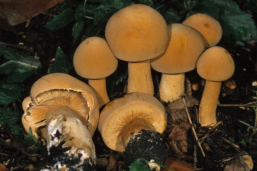Лепиота ядовитая (lepiota helveola): фото, описание, признаки отравления грибом и сравнение ее со съедобным зонтиком