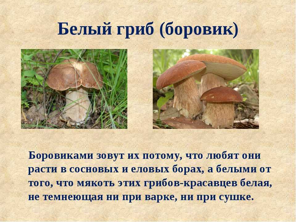 Белые грибы в лесу и в каких рощах они растут: хвойные, смешанные и другие