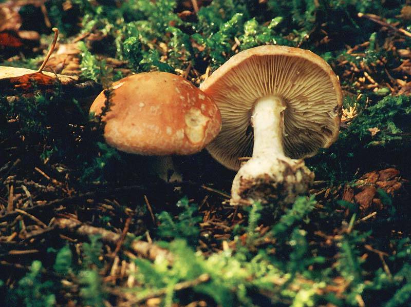 Паутинник красивейший (красноватый): смертельно ядовитый гриб, фото и описание