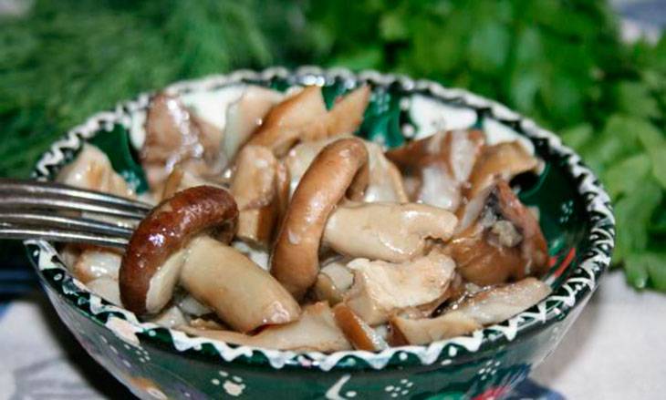 Как солить грибы рядовки на зиму: способы и рецепты (+20 фото)