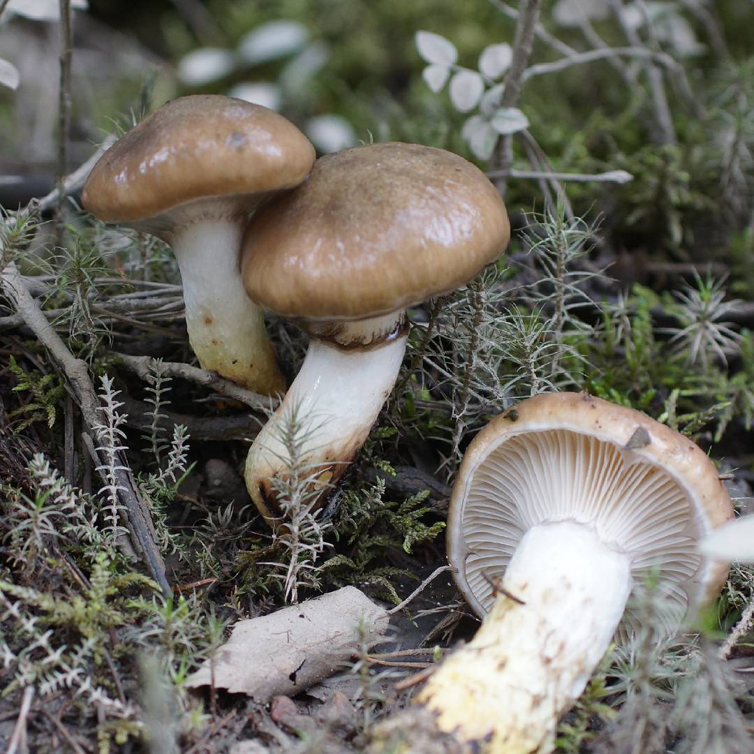 Мокруха пятнистая – как распознать среди других видов грибов | огородники
