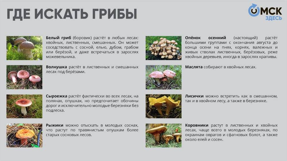 Весна в лесу: какие грибы появляются раньше всех