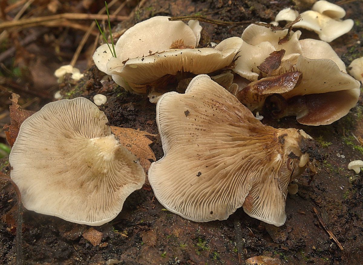Шляпочные грибы со смещенной или отсутствующей ножкой