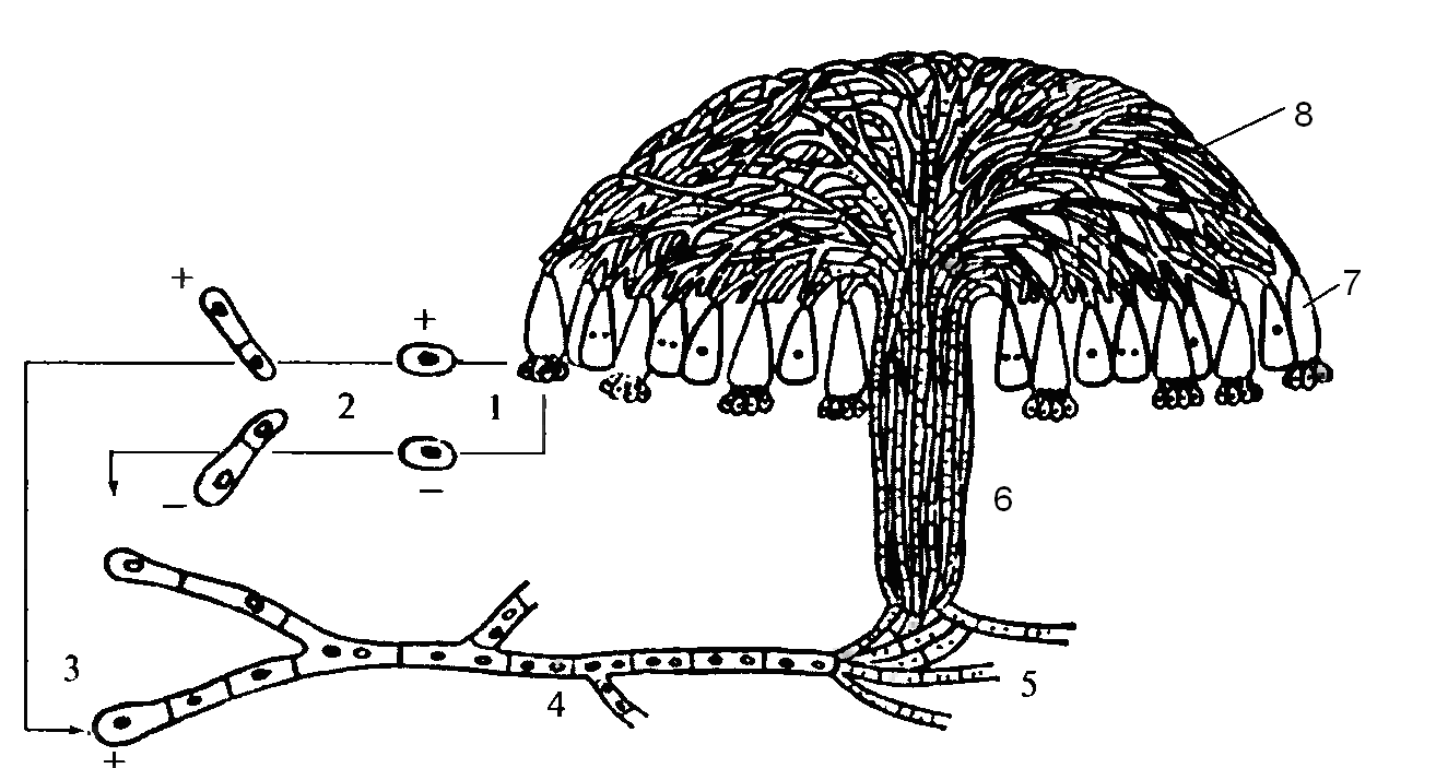 Размножение грибов мицелием. Базидиомицеты строение мицелия. Жизненный цикл грибов базидиомицетов. Базидиомицеты строение. Размножение базидиомицетов схема.