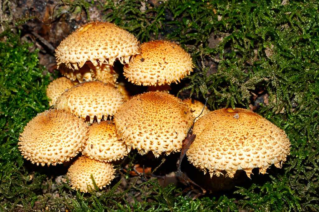 Чешуйчатка: съедобные грибы, разнообразие видов
