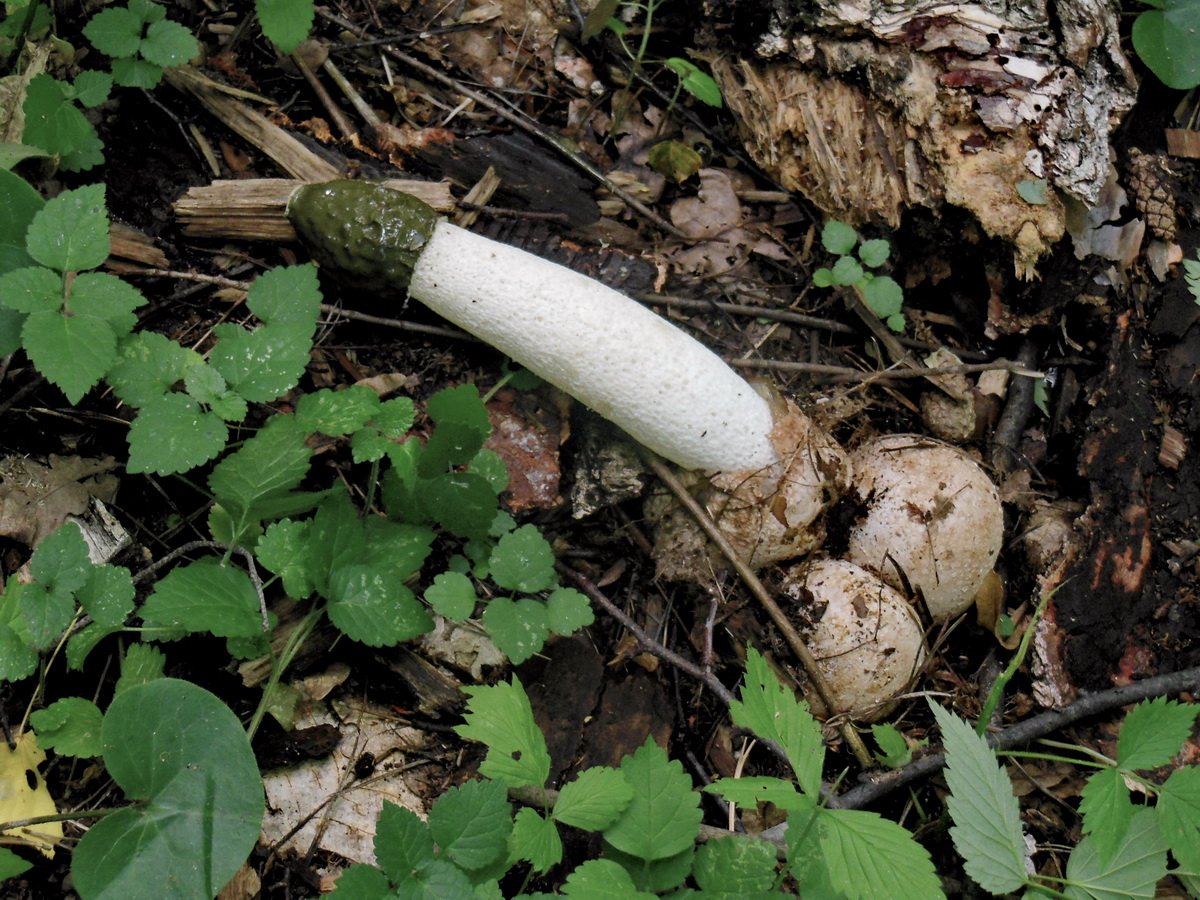 Необычный и очень полезный гриб весёлка: описание, много фото. где растет в россии, как собирать и применять