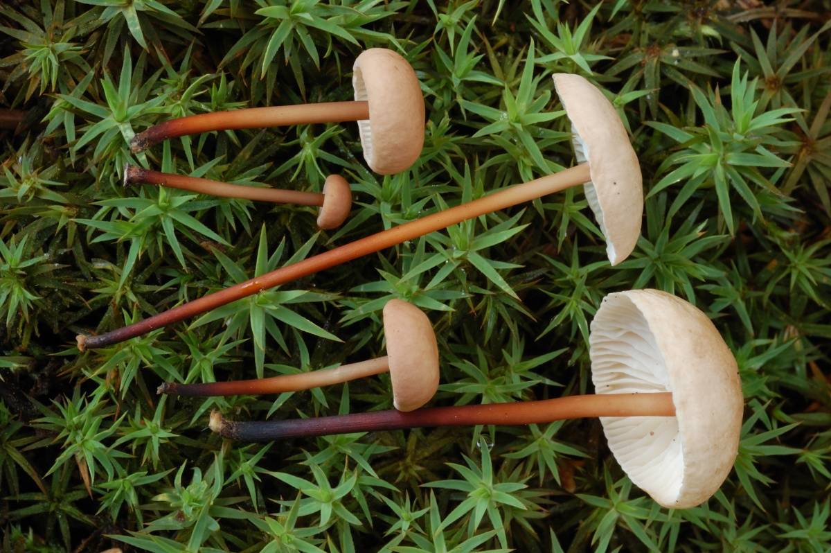 Гриб чесночник обыкновенный (чесночный гриб): фото и описание — викигриб
