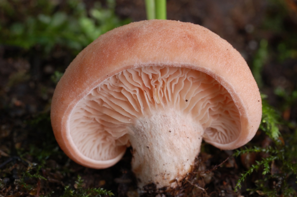 Род клитопилюс - clitopilus [fr.] kumm. грибоводство.