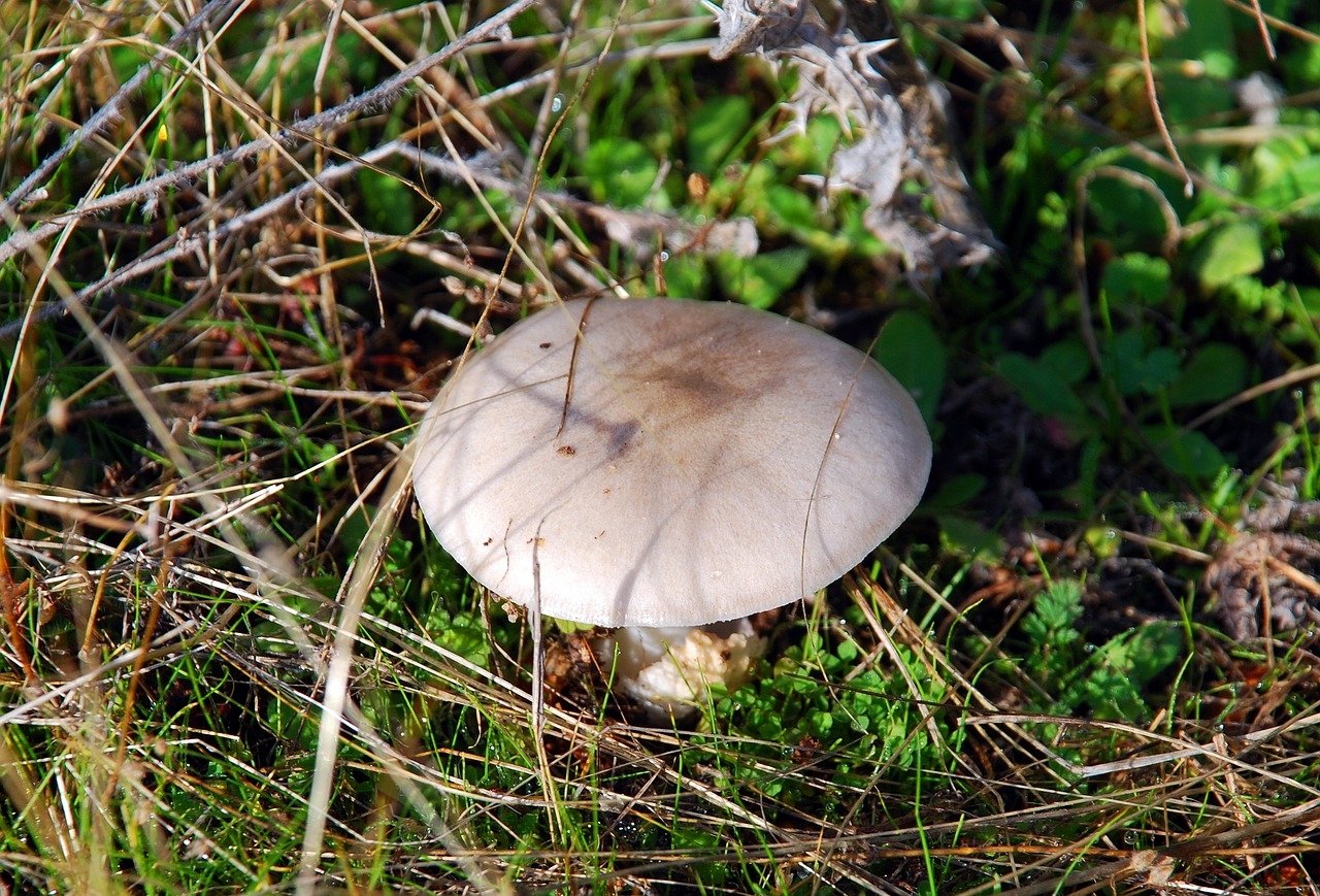Млечник дубовый - фото и описание гриба, как готовить и где растет