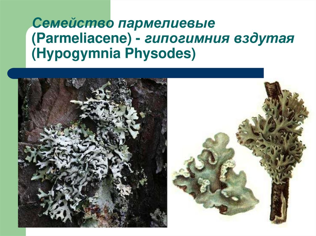 Гипогимния вздутая - hypogymnia physodes - описание таксона - плантариум
