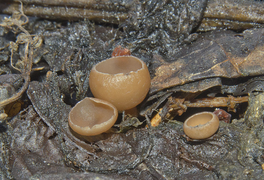 Думонтиния шишковатая (dumontinia tuberosa)