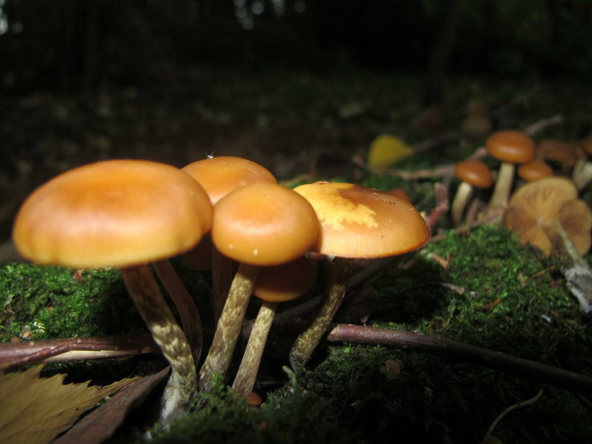 Галерина окаймленная - фото и описание гриба, как отличить от опенка, отравление
